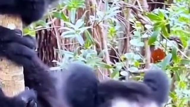 治愈你的不开心！#大自然千奇百怪的动物叫声 大千世界，无奇不有！大自然的声音好奇妙！你听过几种动物的