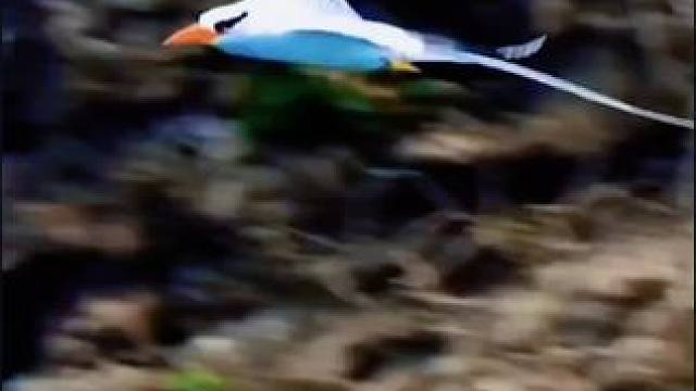 音乐欣赏：苹果香！