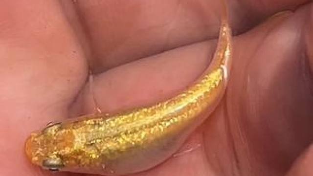 金玉满堂，我就知道这个名字没有起错#养鱼日记 #养鱼人  #观背青鳉 #观赏鱼 #闪闪发光