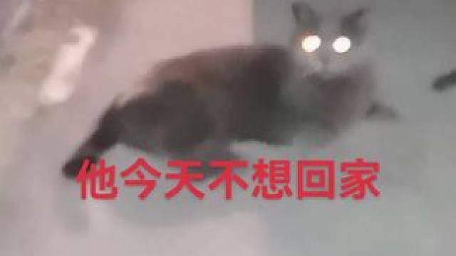 #可爱的小猫咪 #蓝猫