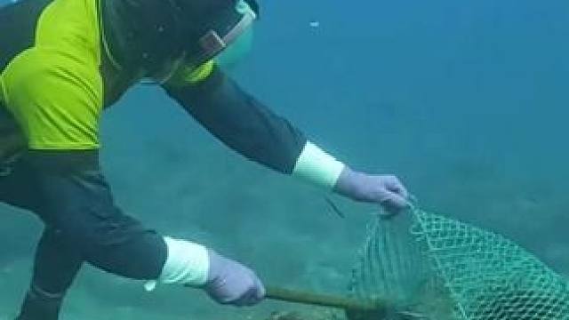 潜水赶海 #国外视频分享 #海洋生物 #潜水