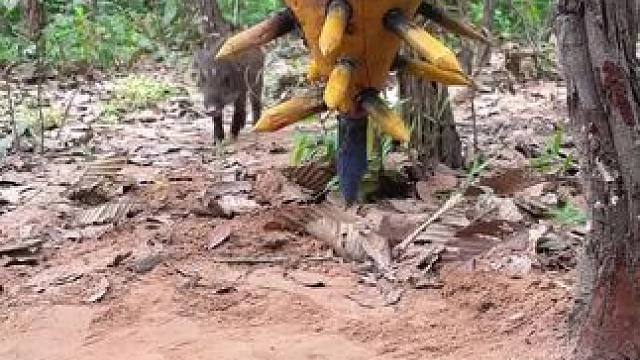 荒野猎人 #我的农村生活 #野生动物零距离 #记录农村生活大山里的生活 #野外生活纪录片 #把家乡的