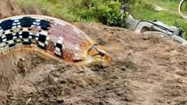 越南三名男子作死，跑到野外挖土洞，最后竟捉到三条眼镜王蛇 