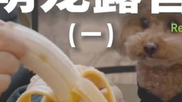 萌宠露营（一）#露营 #助眠 #解压 #狗 #户外露营