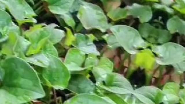 纯天然绿色食品，强烈推荐，舌尖上的味道。