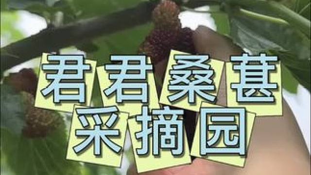 君君桑葚采摘 9.9进园敞吃#采摘园 #亲子采摘 #亲子游玩好去处 #采摘 #新鲜水果