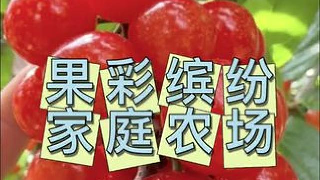 果彩缤纷家庭农场 桑葚和樱桃都熟了#采摘园 #亲子采摘 #新鲜水果 #水果自由 #亲子游玩好去处