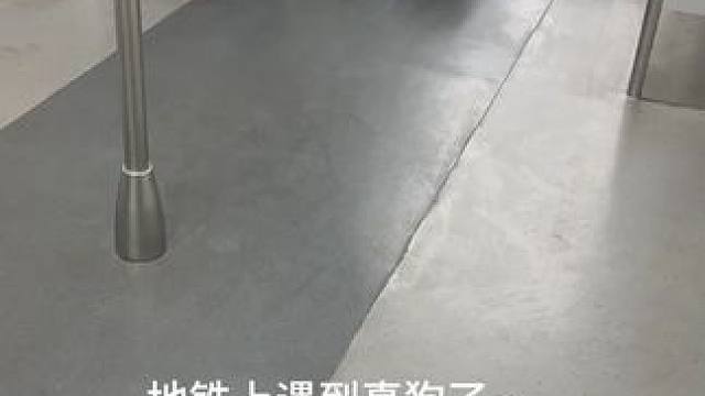 地铁上遇到真狗了~~ #我的世界mc #玩个很新的东西