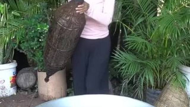 东南亚 #农村美食记录生活 #我的农村生活 #舌尖上的味道 #把家乡的味道分享给大家 #野生动物零距