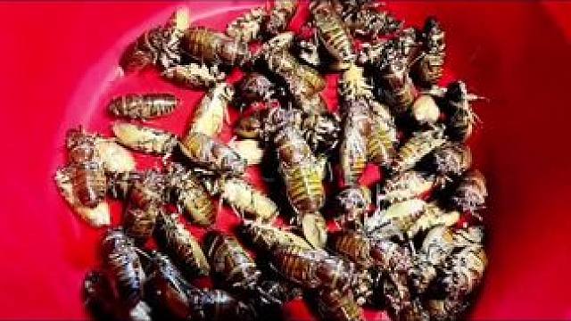 越南特色美食昆虫宴 #农村美食记录生活 #我的农村生活 #舌尖上的味道 #把家乡的味道分享给大家 #