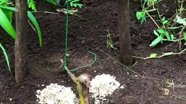 户外喂猪 #野生动物零距离 #内容启发搜索 #我的农村生活 #记录农村生活大山里的生活 #农村美食记