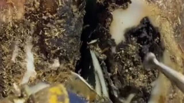 这是一只脚底别有洞天的牛蹄#解压#修牛蹄