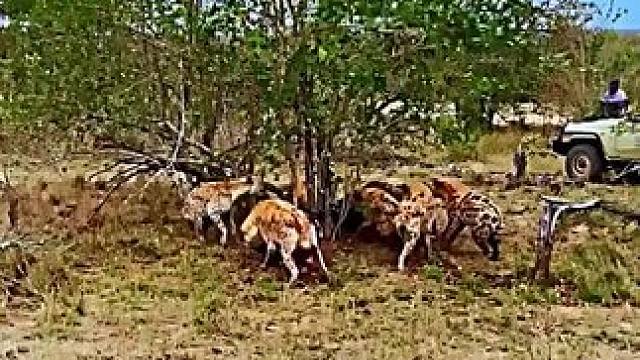 这爆发力十足#狮子 #雄狮