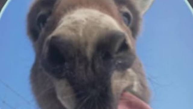 敌人：这是同一个游戏？#球球大作战 #球球大作战小游戏#我们球球玩家是这样的 #球球四月日常征集 #