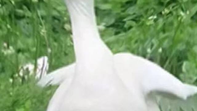 刺激#球球大作战#球球大作战小游戏 #我们球球玩家是这样的 #球球四月日常征集