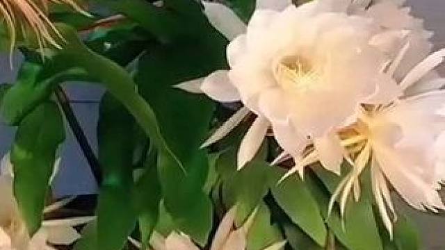 十昙同绽，刹那芳华。见者好运，愿望成真！