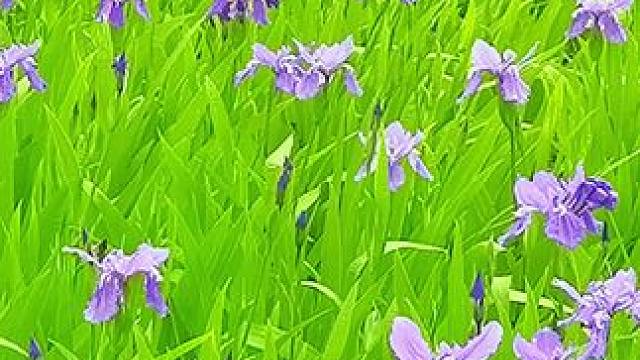 #一花一草一世界