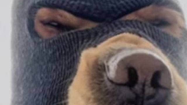 还有比这更帅的霸屏吗#球球大作战#球球大作战小游戏#我们球球玩家是这样的 #球球四月日常征集