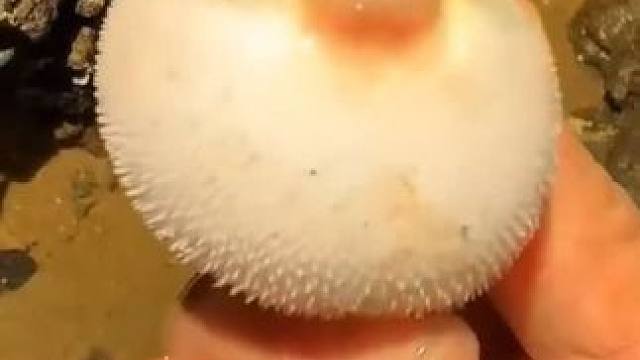 赶海的快乐，谁懂呀#第一视觉看海底捕鱼 #赶海 #海底世界 #户外赶海抓海鲜