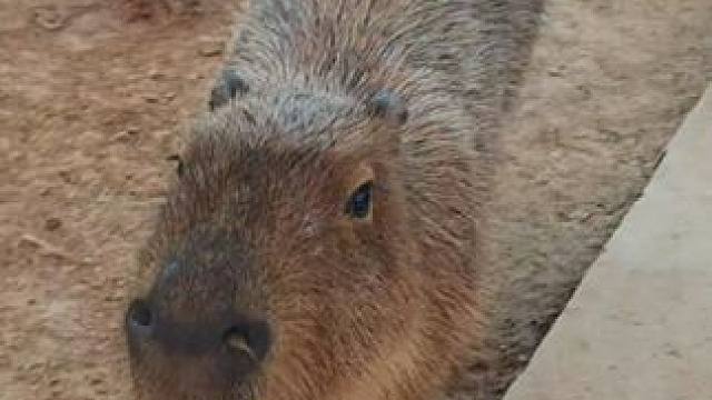 怎么没人告诉我这个动物园溜娃这么幸福啊#跟着小动物一起勇闯春天 #遛娃好去处  #春日遛娃好去处