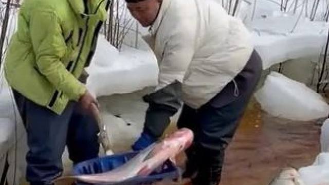 #户外捕鱼 #好大一条鱼