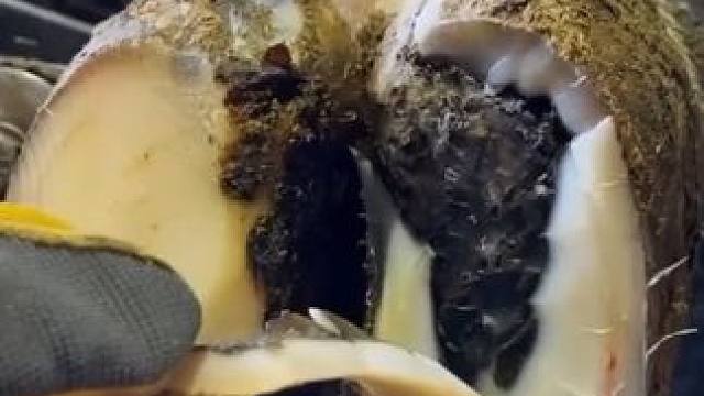 到底是什么让白白的角质里面全黑了#解压 #修牛蹄