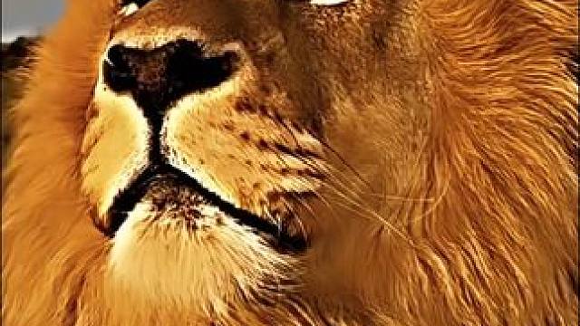 现代版木法沙#狮子 #雄狮 #动物