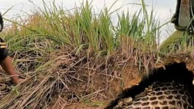 越南两名男子作死，跑到野外挖土洞，最后竟捉到两条眼镜王蛇 #户外探险#户外探险 #眼镜王蛇 