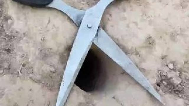 野生动物保护区 #见蛇大吉大利  #是时候展现真正的技术了 #野生动物零距离 #见者好运 #神奇动物