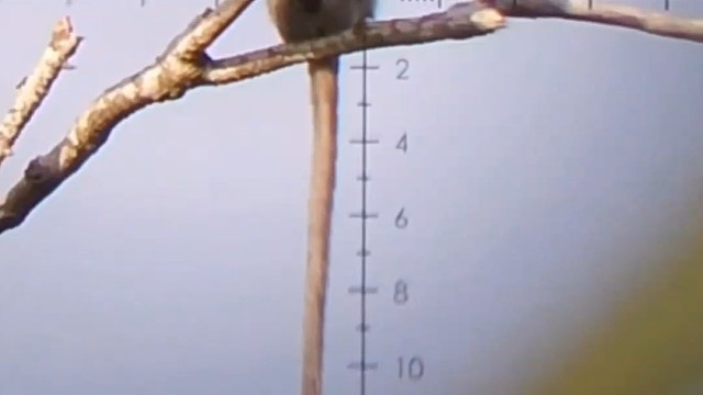 一不小心就见它爷爷去了