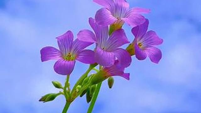 手持花花试试这样拍太美了#手机摄影 #拍摄技巧 #一花一草一世界 #治愈系 #治愈系风景