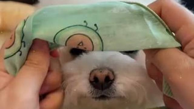 又到了猫狗换毛季，这种轻薄透气的兜毛背心赶紧给它安排上#狗狗衣服 #猫咪衣服 #超便宜超划算