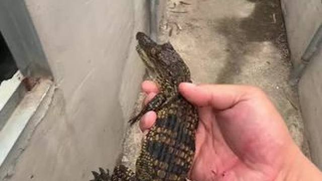 #养龟日常分享 #创作者中心 #创作灵感 #人工养殖鳄鱼