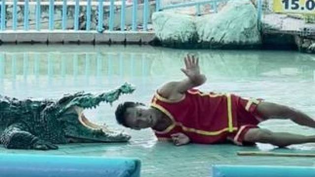 泰国鳄鱼表演 #国外视频分享 #专业操作请勿模仿 #鳄鱼