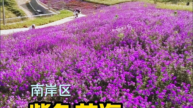 免费的，美女樱紫色花海，南岸区指月峰步道