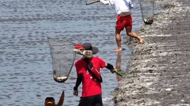 非遗项目“抢潮头鱼”，曾是钱塘江一带居民的传统习俗：抢潮头鱼的人扛着潮兜在潮前奔跑，看到有鱼，就转身