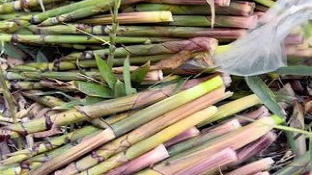 又是和小姐姐们上山打野的一天#竹笋是春天最鲜的美味 #春笋 #挖笋的乐趣只有体验过才懂