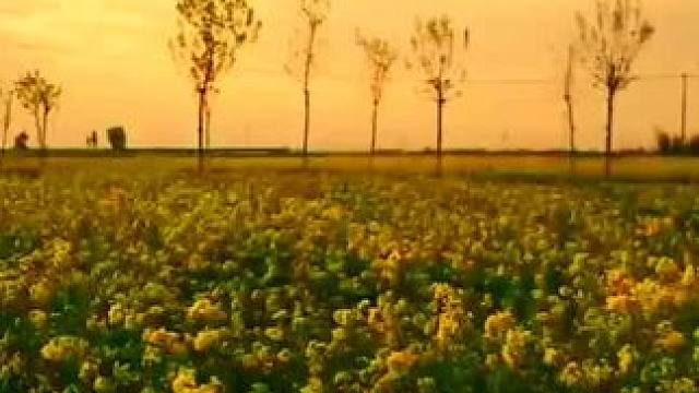 ！夕阳红#花期已至美好如初