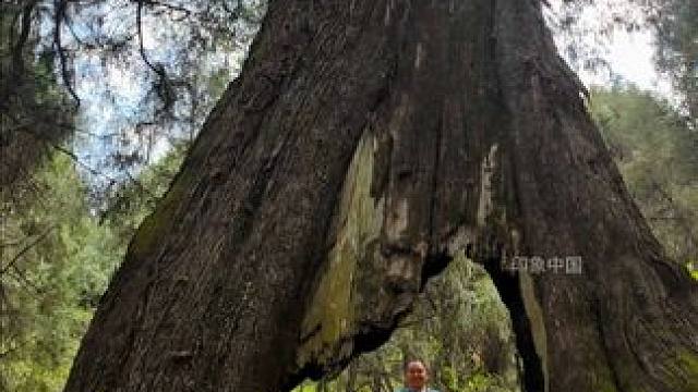 蜀道之魂在剑门，徒步之乐在古道#剑阁是个好地方#春来广元#千村万象乡影广元#古蜀道徒步游 #千年古树