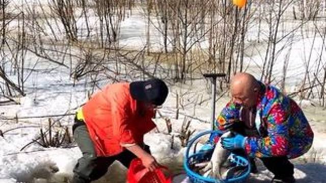 #冬捕 #户外抓鱼