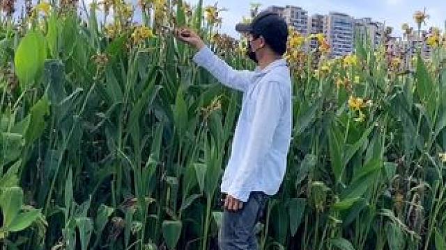 看到花花美景试试这样拍太美了吧#手机摄影 #拍摄技巧 #春暖花开奔你而来 #治愈系 #治愈系风景