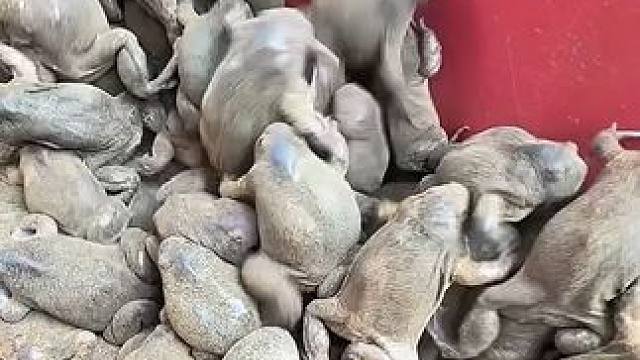 看看今天的食材蛋蛋蛙 #美食 #泰国美食 #户外美食 #内容启发搜索