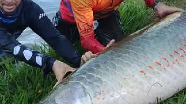 巨骨舌鱼 #国外视频分享 #好大一条鱼 #钓鱼