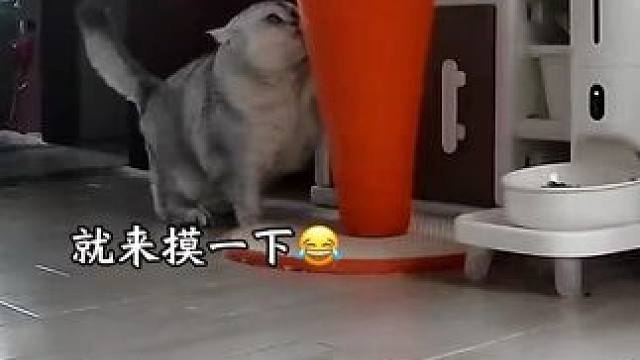 阿b真的好戏精，就来摸一下胡萝卜 #猫届超自律生活记录 #猫咪成精