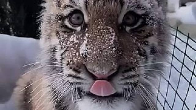 你也想体验一下被雪砸弱的一瞬间吗？#老虎 #小老虎 #小脑斧 #大猫 #猫