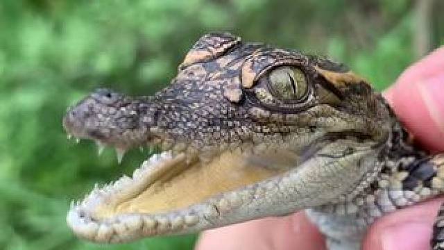 #逮鱼摸虾日常记录 #创作者中心 #创作灵感 #奇妙的动物 #人工养殖鳄鱼