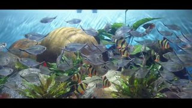 小小鱼儿水中游#压迫感极强的自然景观 #光影成画