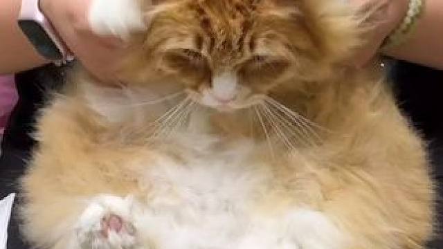 明明是一只很可爱的猫猫，背后净干坏事#猫咪的迷惑行为 #小猫咪能有什么坏心眼