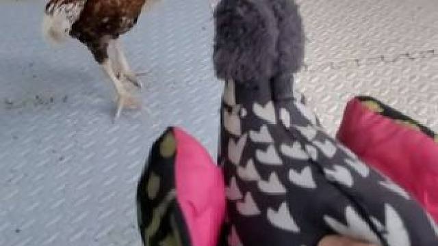 你能打过几只公鸡 #国外视频分享 #斗鸡 #公鸡中的战斗机