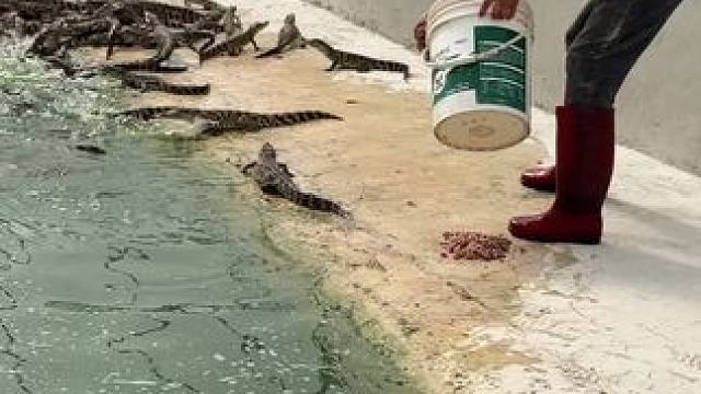 养殖苗60一80公分的……养殖鳄鱼的可以到场聊#鳄鱼养殖场